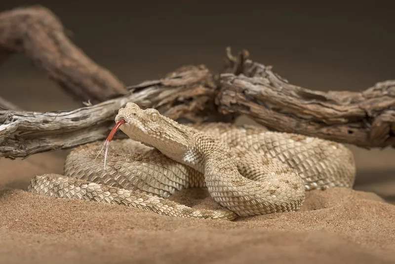 Arabian-horned-viper