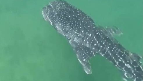 Whale shark sighting near Dubai beachfront restaurant surprises guests