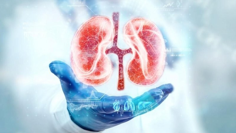 زراعة الكلى تتصدر عمليات نقل الأعضاء في الإمارات.. وخبراء يوضحون الأسباب