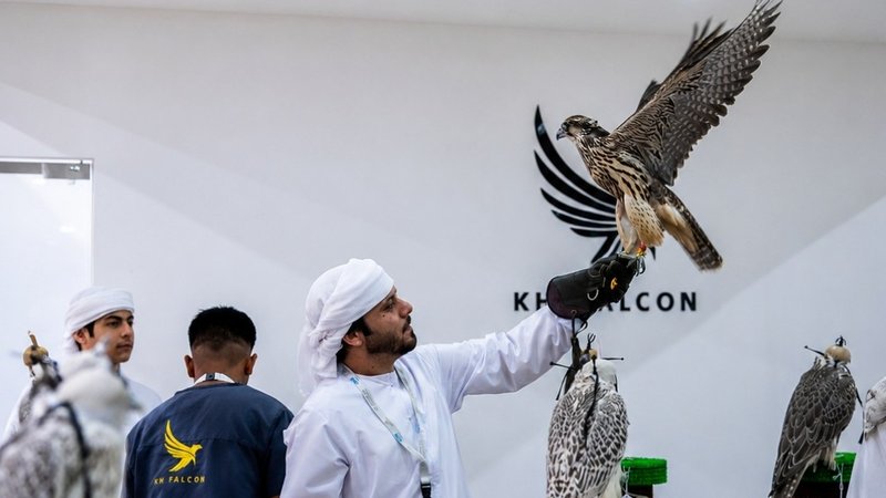 Falcons Priced at Dh1 Million at Abu Dhabi Hunting and Equestrian Exhibition
