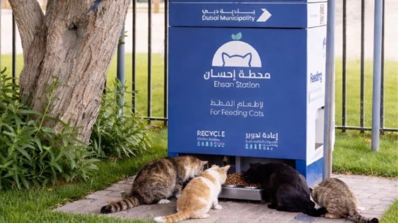 شهرداری دبی با ترکیب هوش مصنوعی انرژی خورشیدی و بازیافت به حیوانات بی‌سرپرست غذا می‌دهد