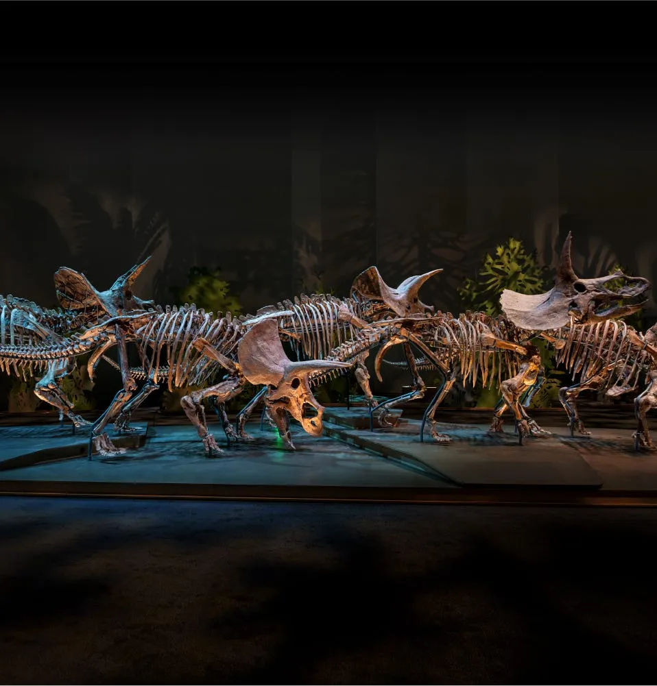 Natural History Museum Abu Dhabi