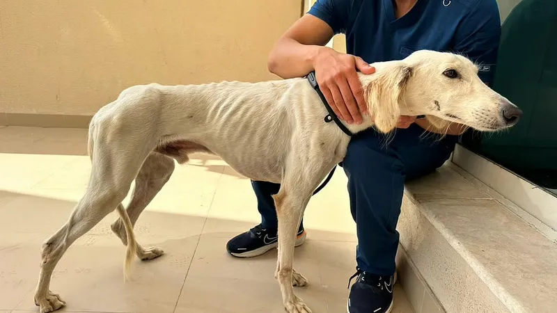 Saluki-Shamekh