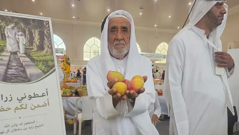 از عشق به انبه تا نیم قرن کشاورزی؛ کشاورز ۸۲ ساله اماراتی سالانه تا ۱۲ هزار کیلوگرم انبه برداشت می‌کند