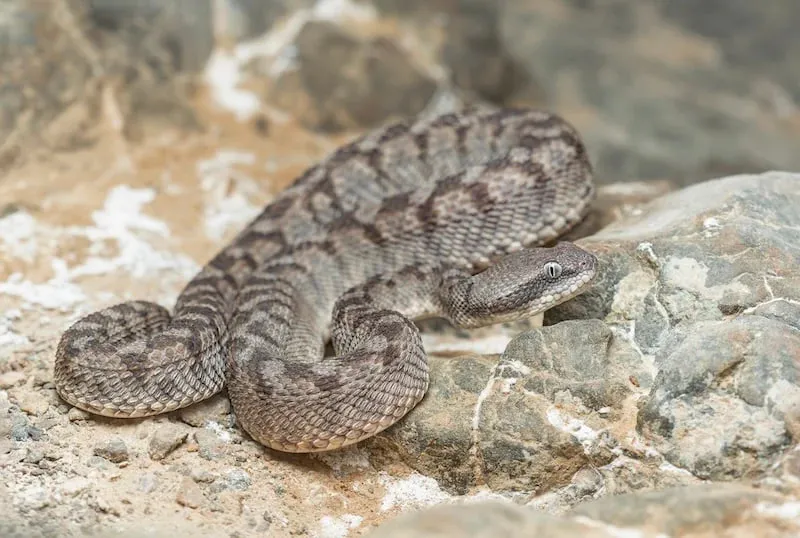 Saw-scaled-viper