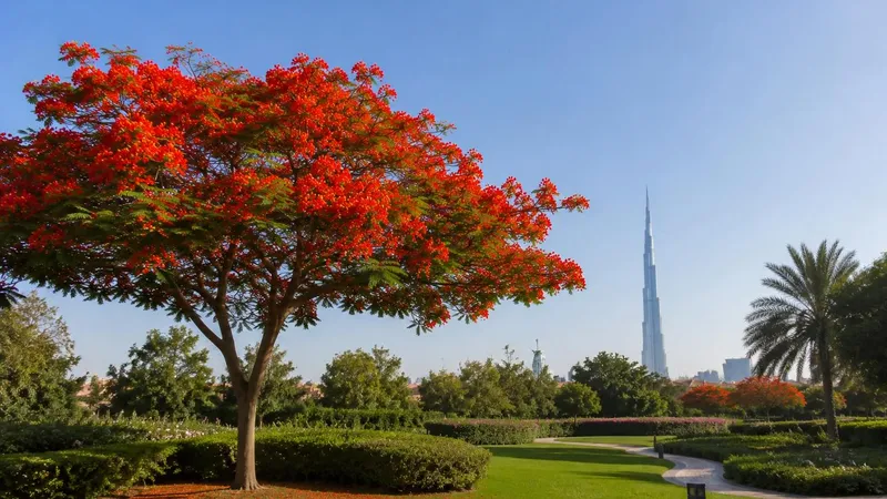 جایزه ۱۵ هزار درهمی دبی برای عکاسی از شکوفه‌های سرخ تابستانی