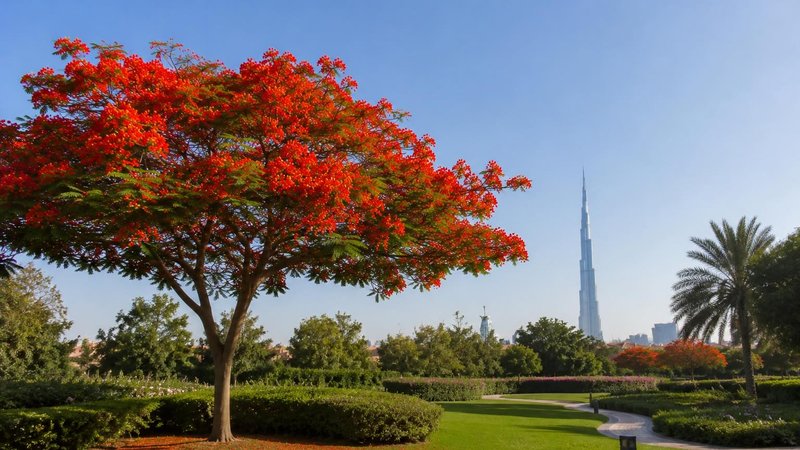 جایزه ۱۵ هزار درهمی دبی برای عکاسی از شکوفه‌های سرخ تابستانی
